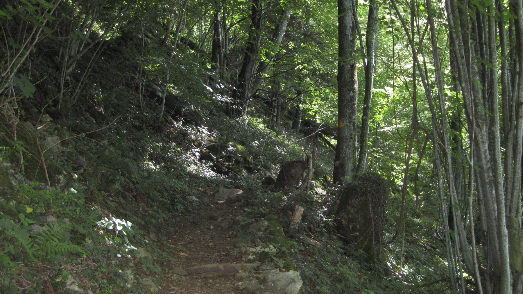 A shaded woodland trail curves between tall trunks on a steep slope.