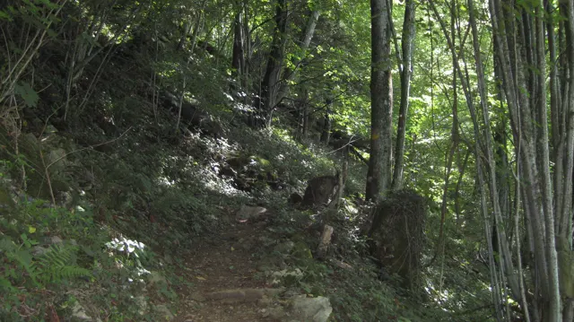 A shaded woodland trail curves between tall trunks on a steep slope.