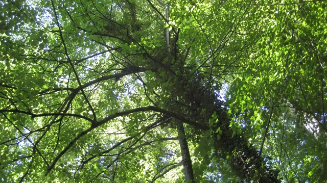 Sunlight filters through a canopy of green leaves and crossing branches.