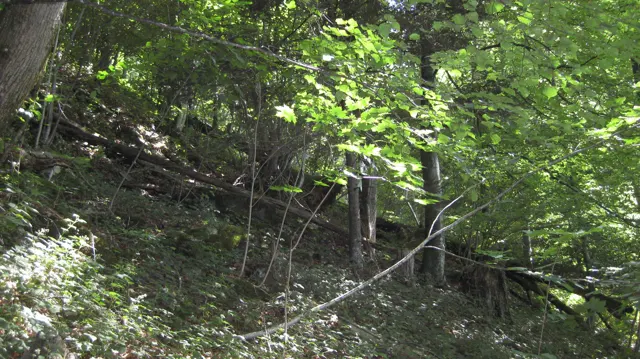 Young trees and fallen branches cover a steep, shaded forest floor.