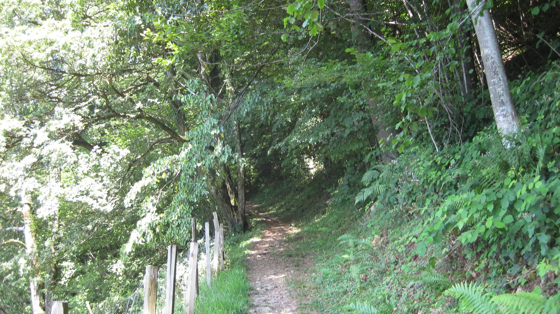 A narrow forest trail follows a simple fence through leafy vegetation.