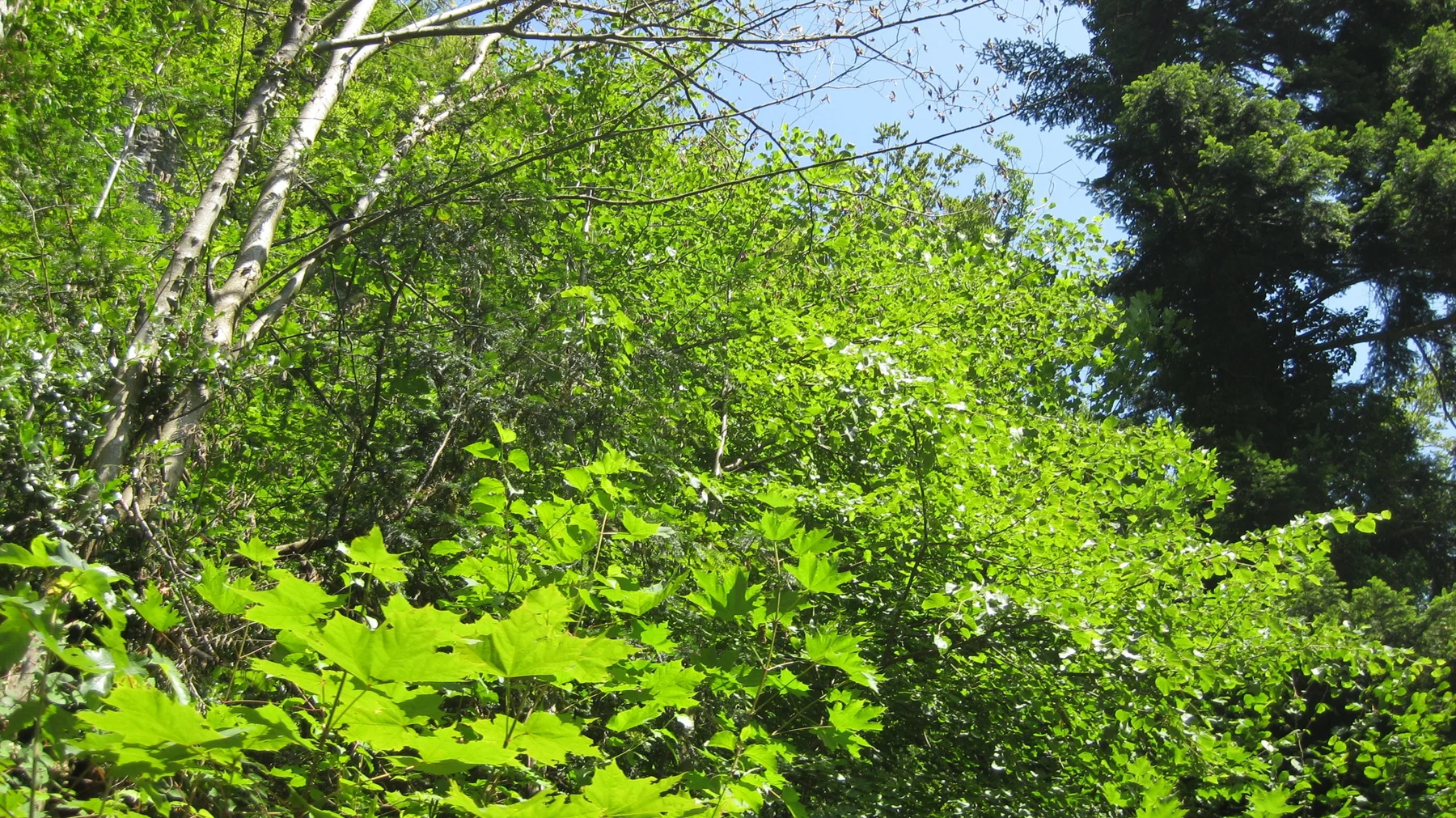 Bright green leaves overlap beneath taller trees and a patch of blue sky.