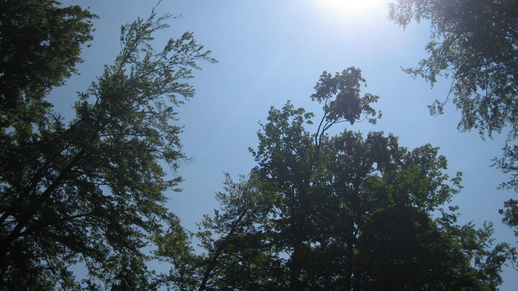 Dark treetops encircle a blue sky with bright sunlight near the edge.