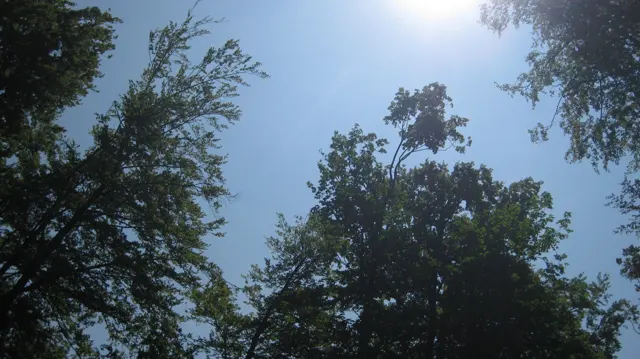 Dark treetops encircle a blue sky with bright sunlight near the edge.