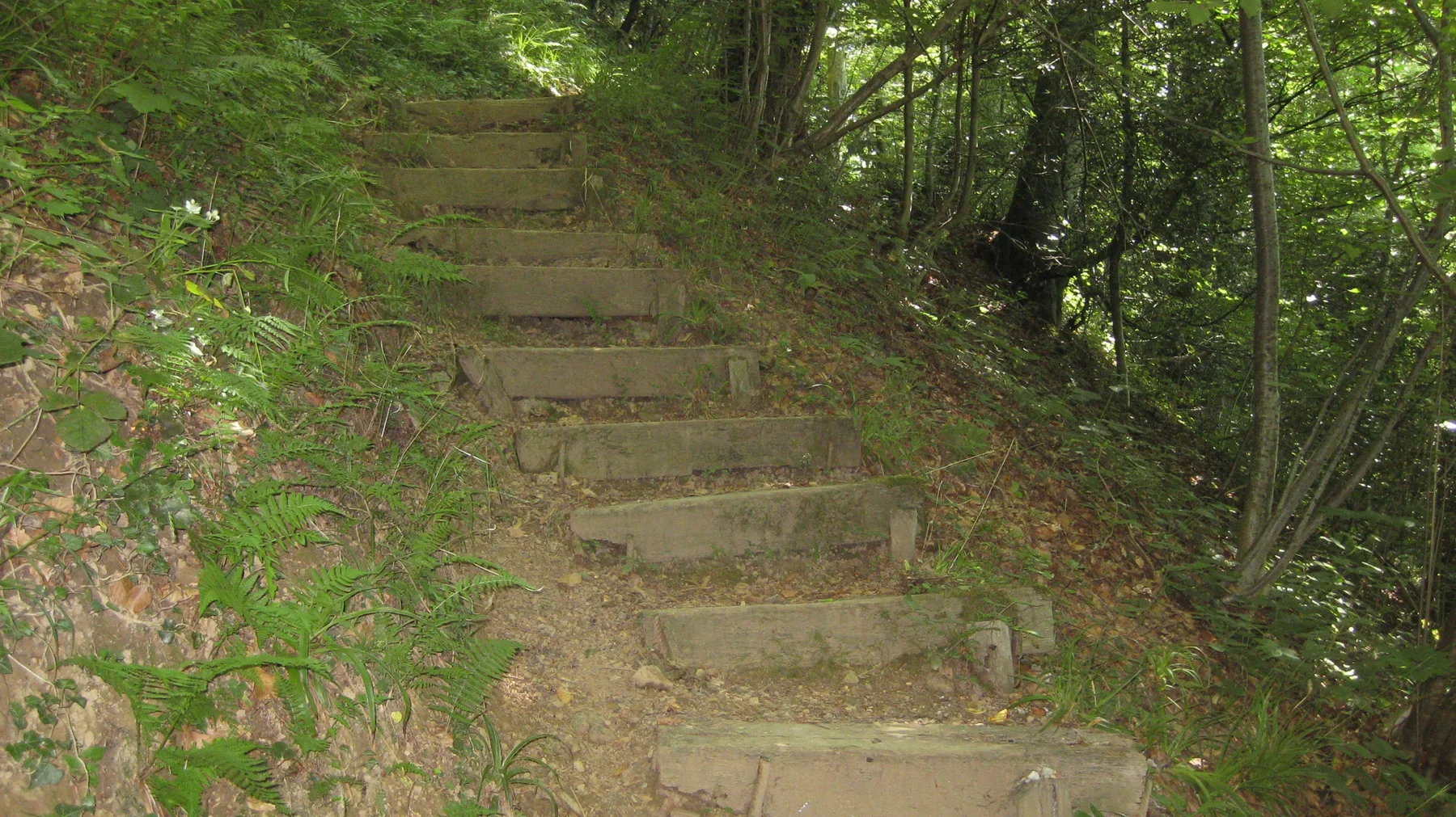 Rough steps climb a narrow trail through shaded woodland.