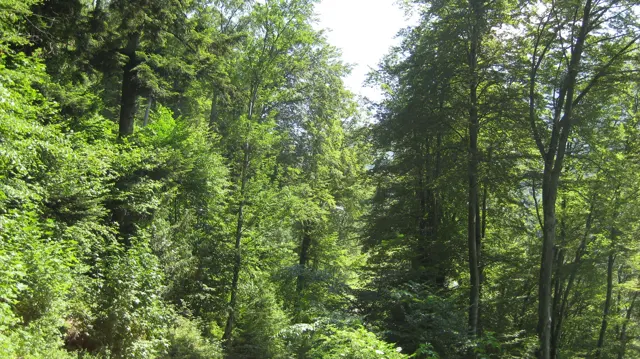 Dense green trees fill a sunlit forested hillside.