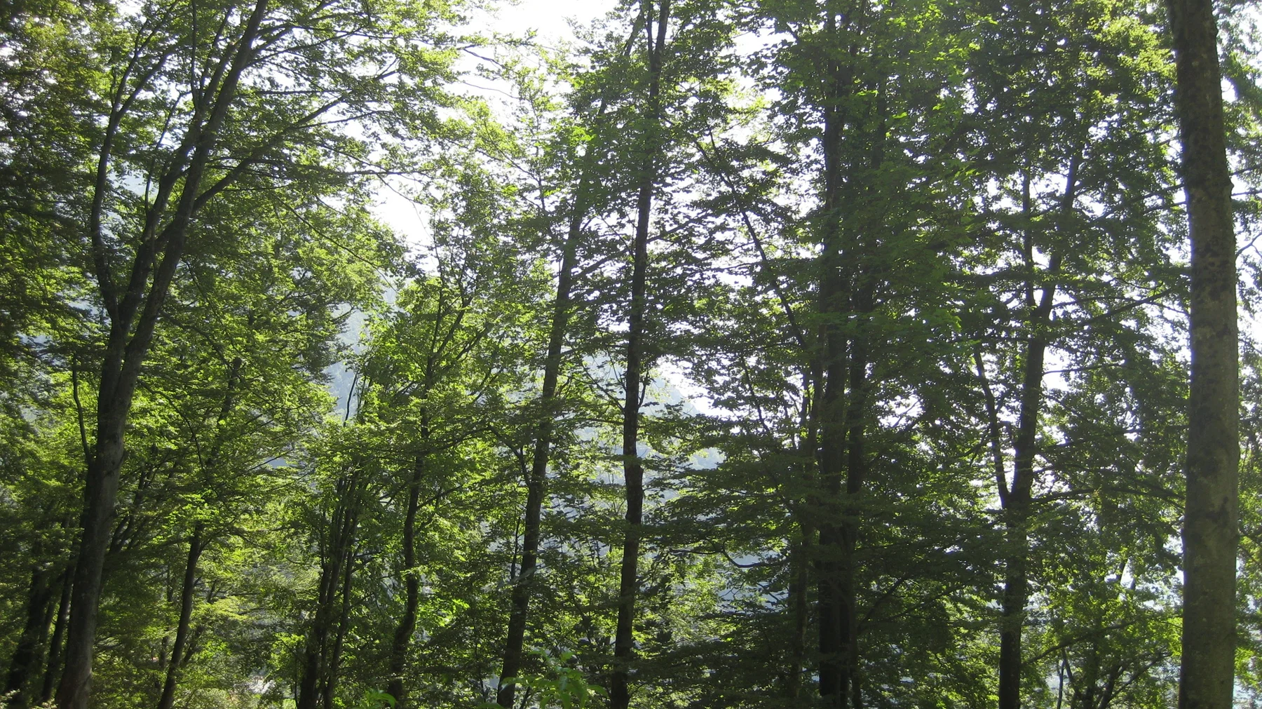 Slender tree trunks rise through a bright green woodland canopy.