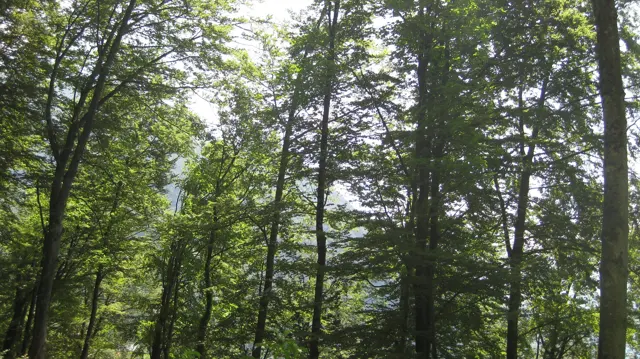 Slender tree trunks rise through a bright green woodland canopy.