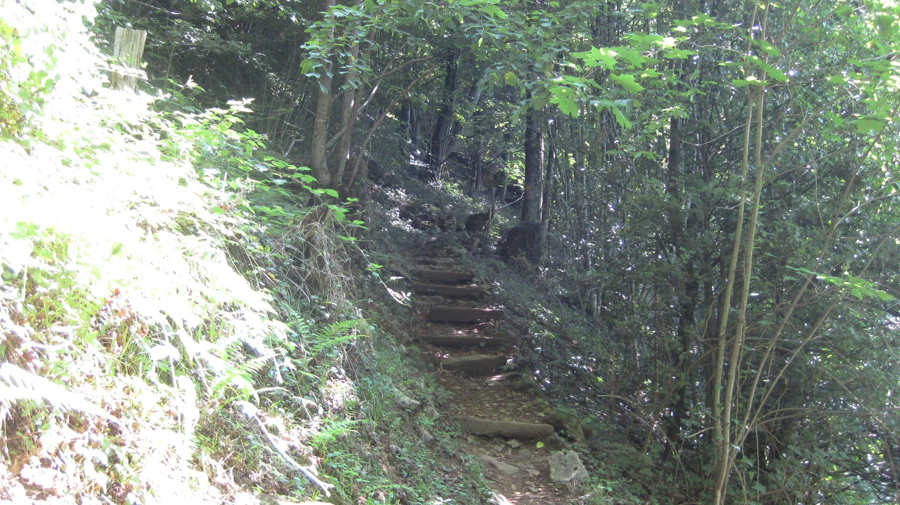 A stepped woodland path climbs beside a sunlit bank and close-set trees.
