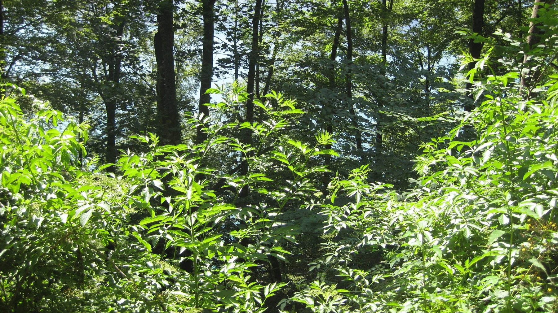 Leafy plants and branches overlap in the shade of tall forest trees.