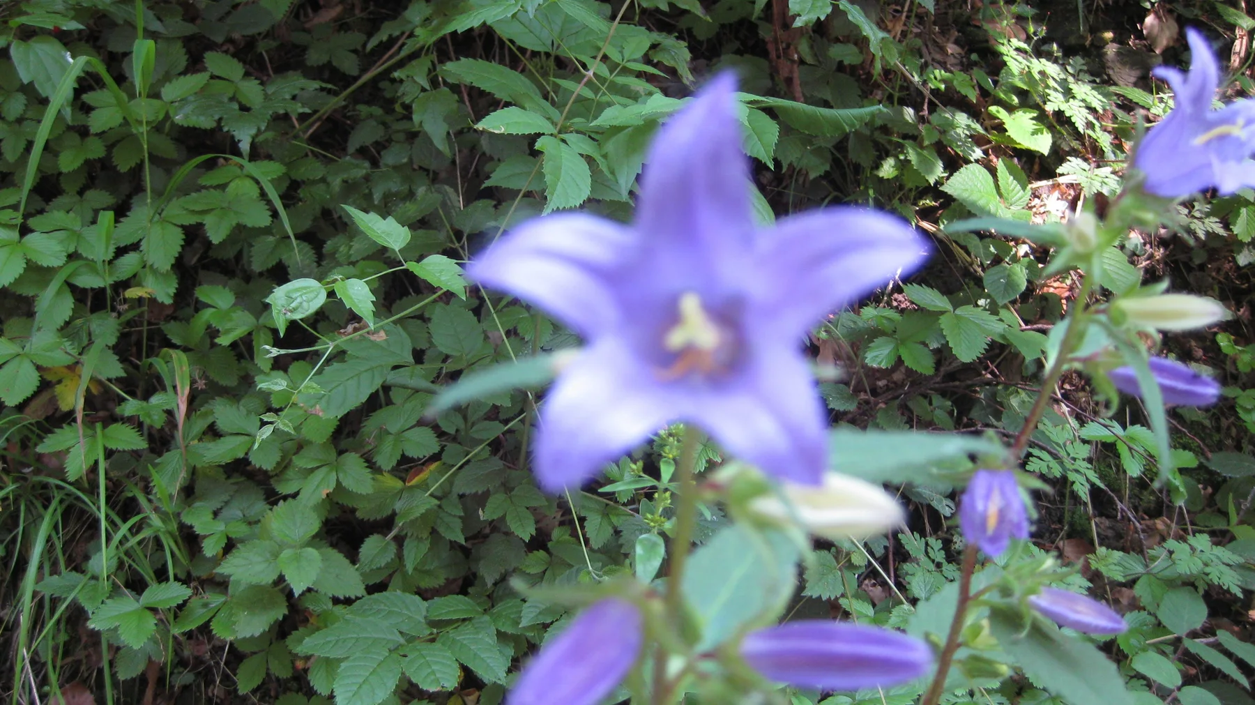 A purple, star-shaped flower stands out against low green woodland leaves.