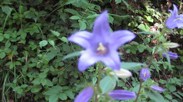 A purple, star-shaped flower stands out against low green woodland leaves.