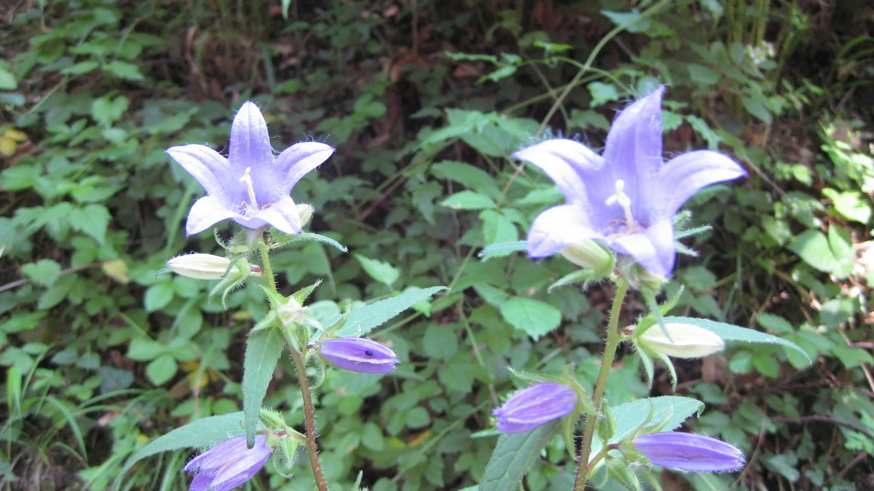 Several pale purple flowers open above leafy ground cover beside the trail.