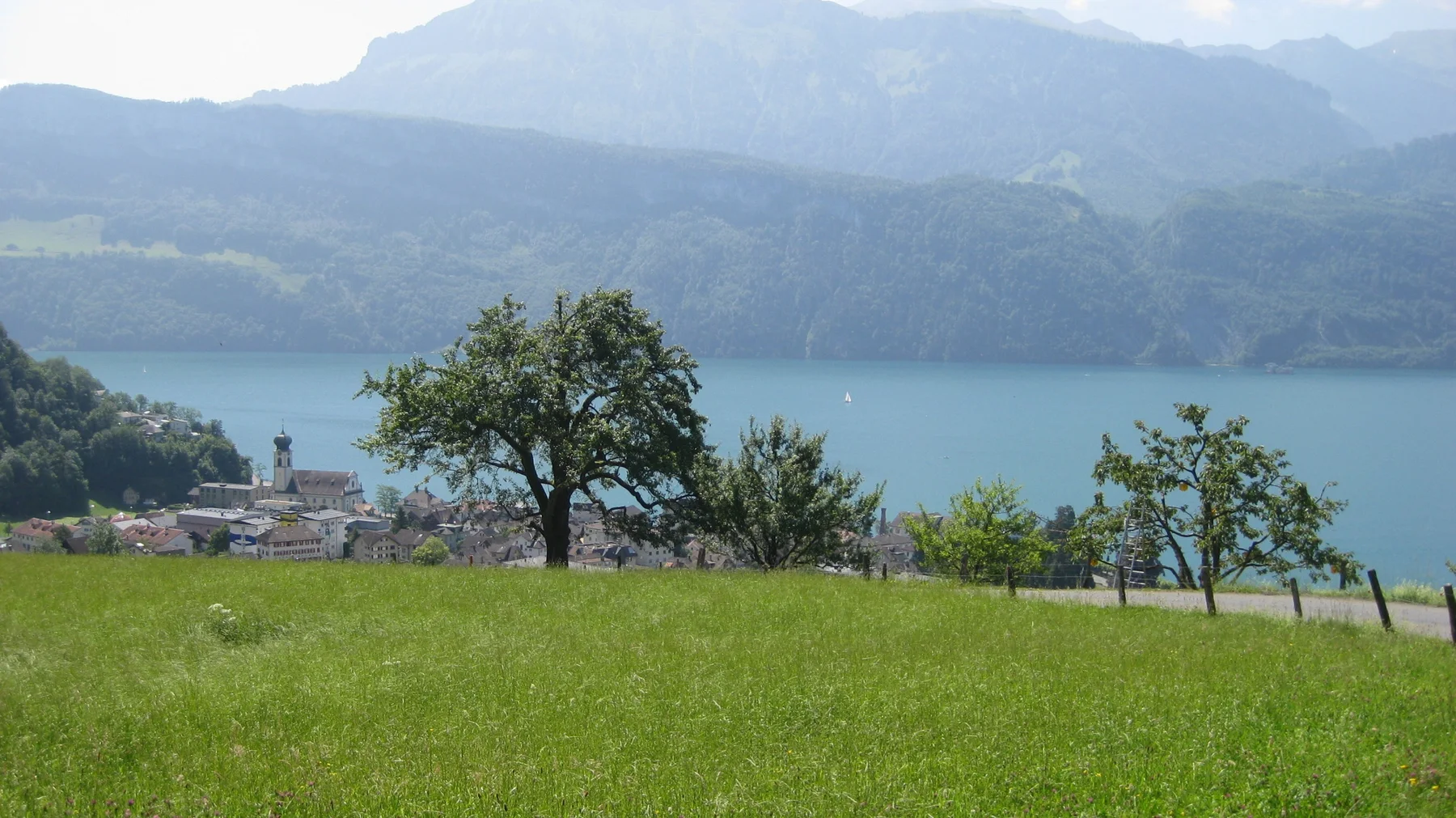 Scattered orchard trees stand in a meadow overlooking the lake.