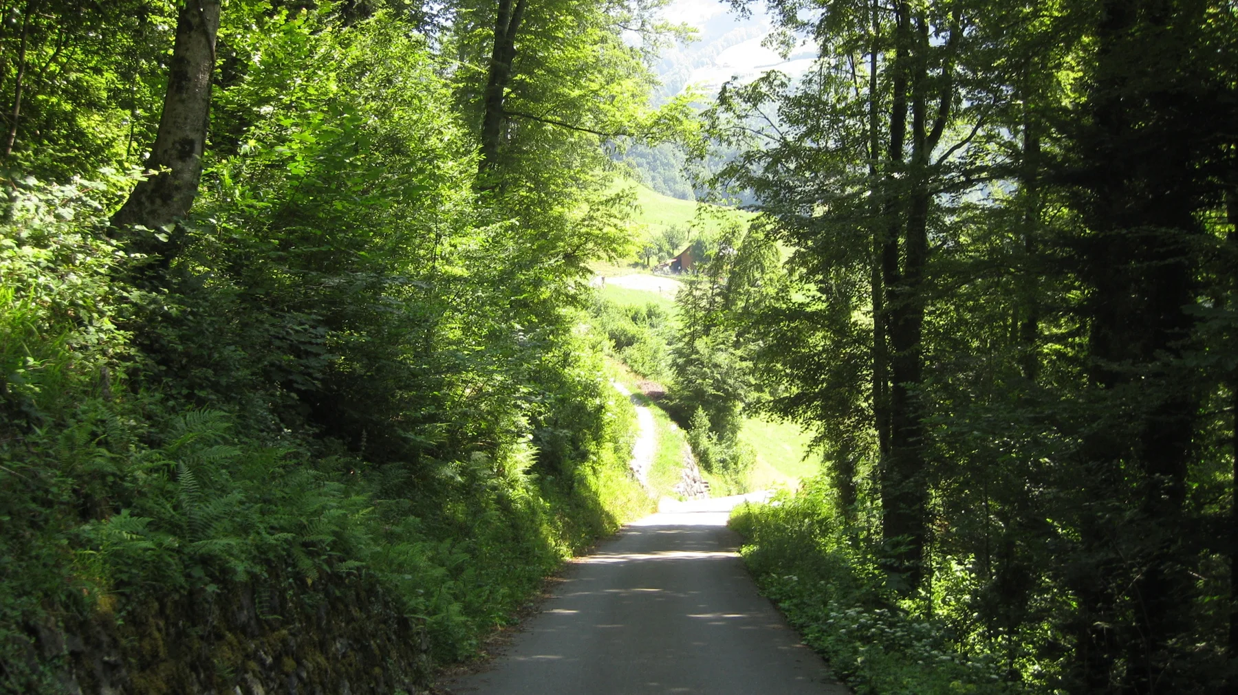A narrow paved lane runs between trees toward a bright opening.
