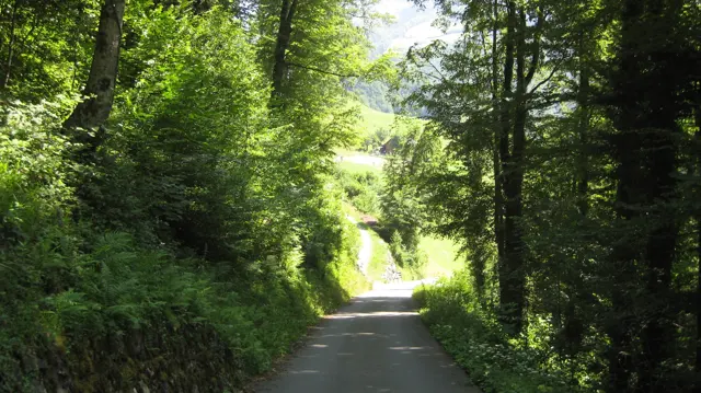 A narrow paved lane runs between trees toward a bright opening.