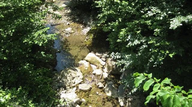 A small stream flows over pale stones between dense green plants.