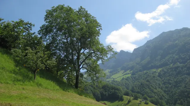Leafy trees stand on a sunny meadow above a wooded mountain valley.