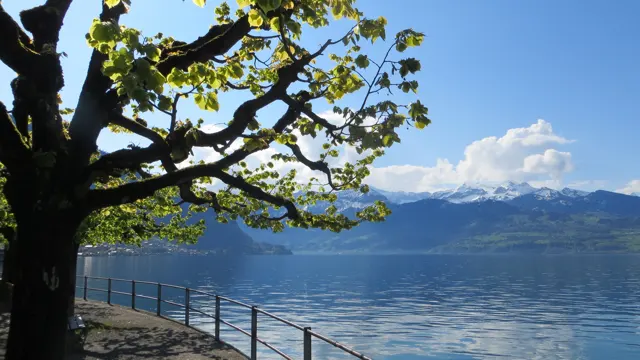 A pruned tree shades a railing-lined promenade beside a blue lake.