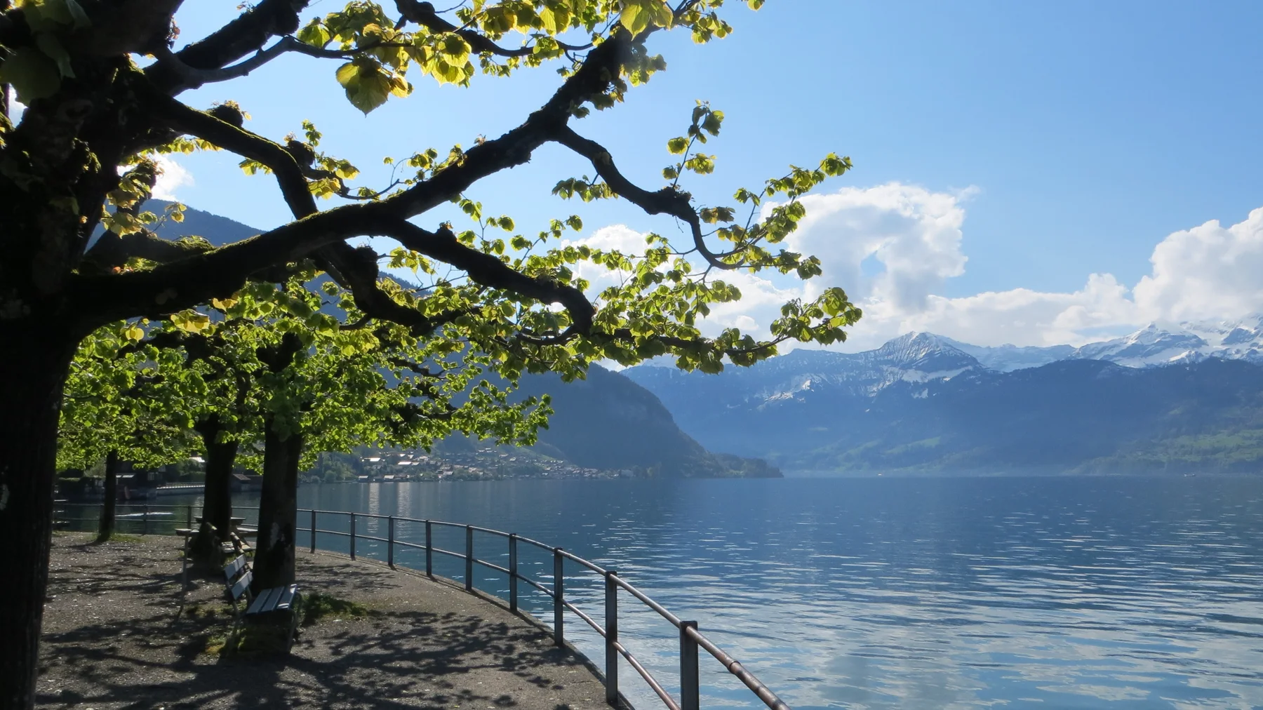 Fresh leaves and dark branches frame a lakeside walkway and distant snowy ridges.