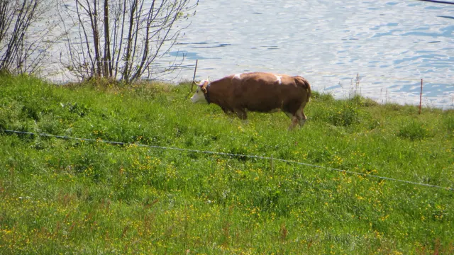 A brown cow grazes on a green bank beside the lake.