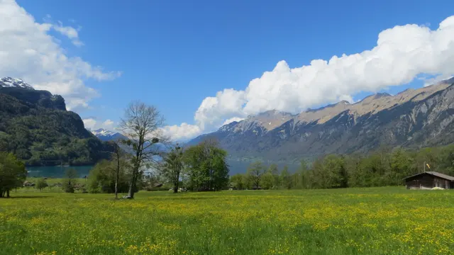Yellow meadow flowers spread beneath scattered trees and a rocky mountain ridge.
