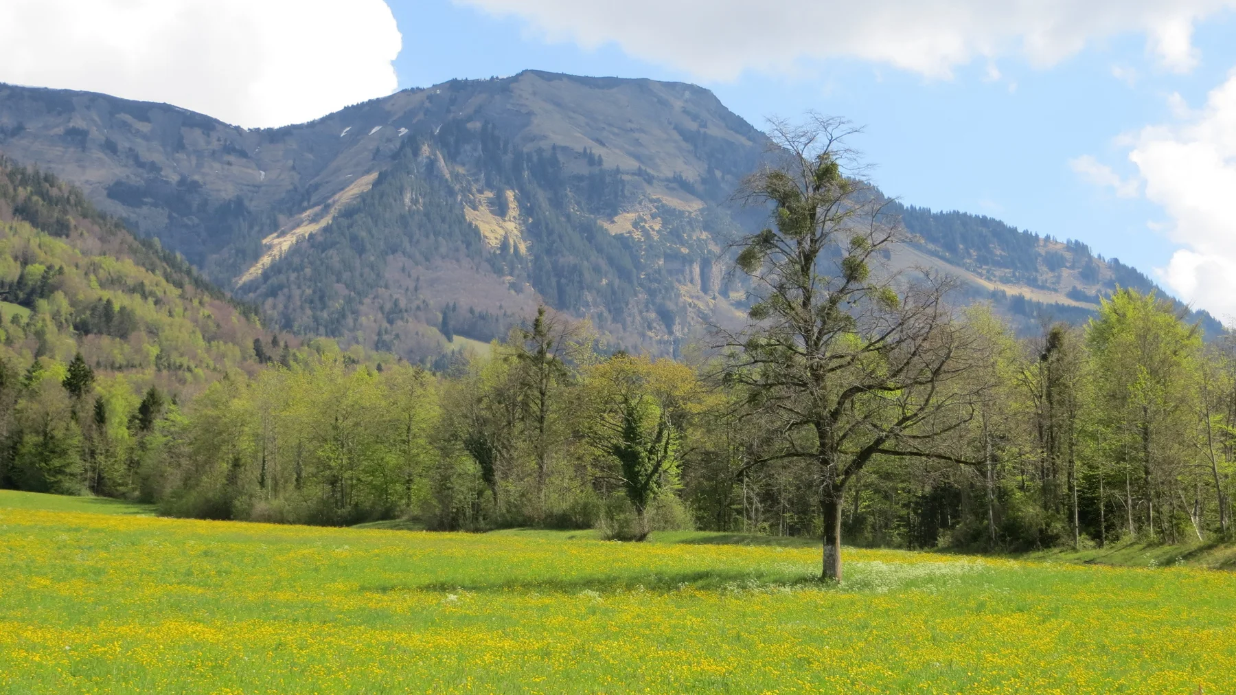A sparsely leafed tree stands in a yellow-flowered meadow below a broad rocky ridge.