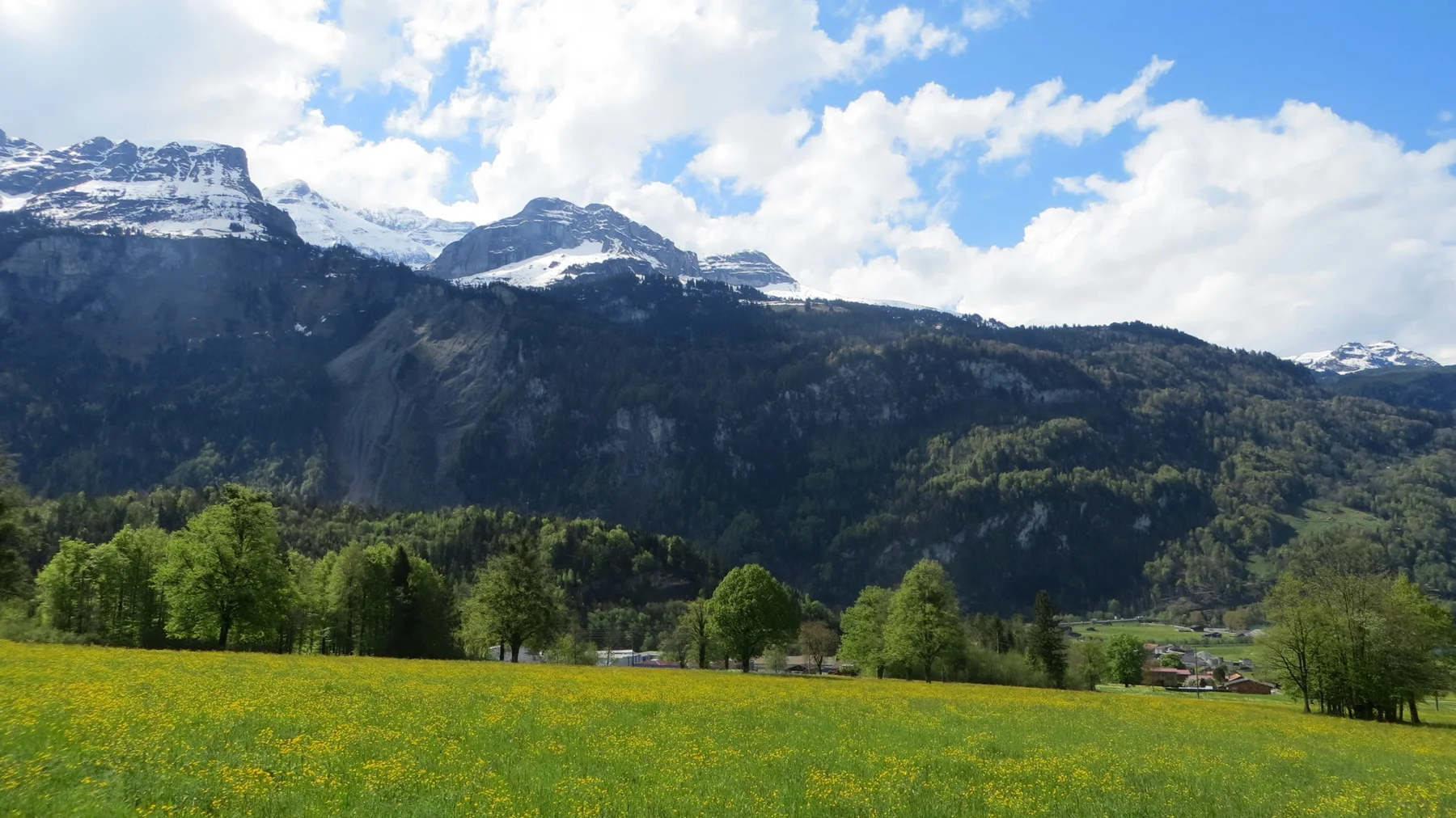 A flowered green meadow stretches toward wooded slopes and snow-lined peaks.
