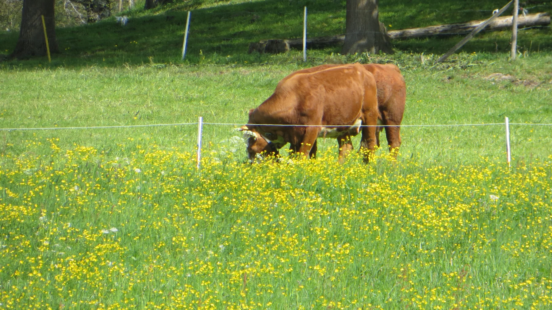 A brown cow grazes behind a thin fence in a meadow filled with yellow flowers.