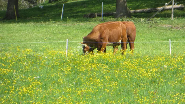 A brown cow grazes behind a thin fence in a meadow filled with yellow flowers.