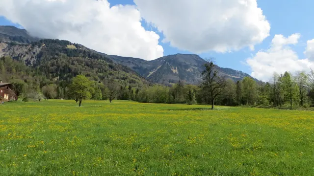 A broad yellow-flowered meadow extends toward scattered trees and an uneven mountain ridge.