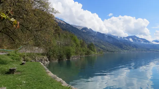 Branches hang over a narrow grassy shore beside calm, reflective water.