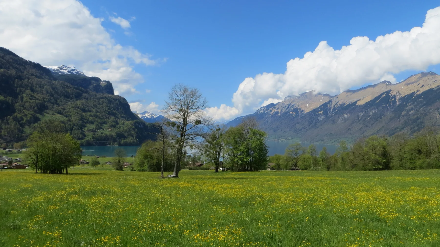 Yellow flowers cover a meadow beneath trees and long mountain slopes.