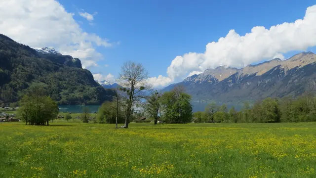 Yellow flowers cover a meadow beneath trees and long mountain slopes.