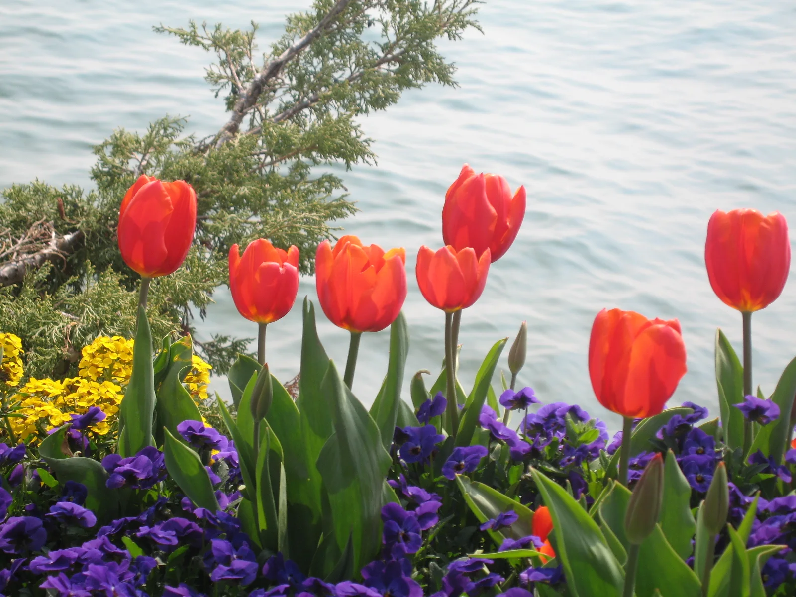 Red tulips rise above purple and yellow flowers beside pale blue lake water.