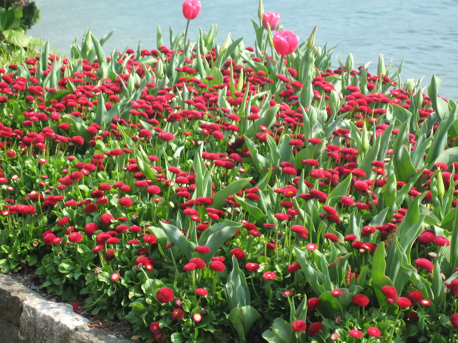 Red flowers and taller pink tulips fill a lakeside garden bed.