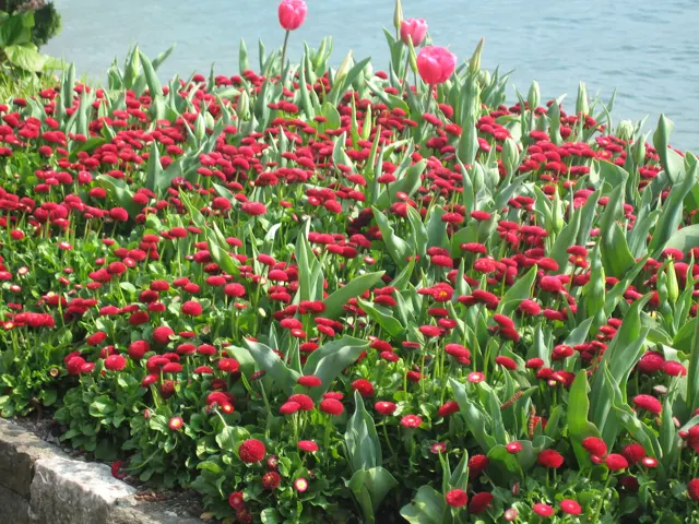 Red flowers and taller pink tulips fill a lakeside garden bed.