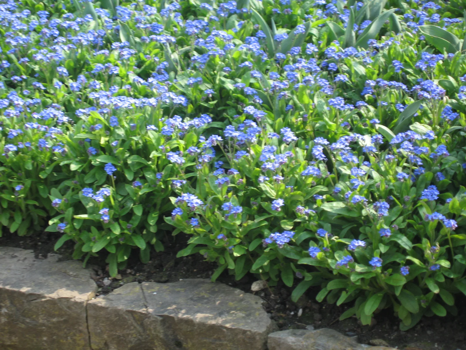Small blue flowers spread densely above green leaves beside a stone border.