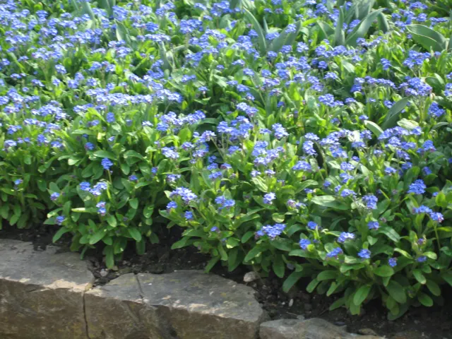 Small blue flowers spread densely above green leaves beside a stone border.