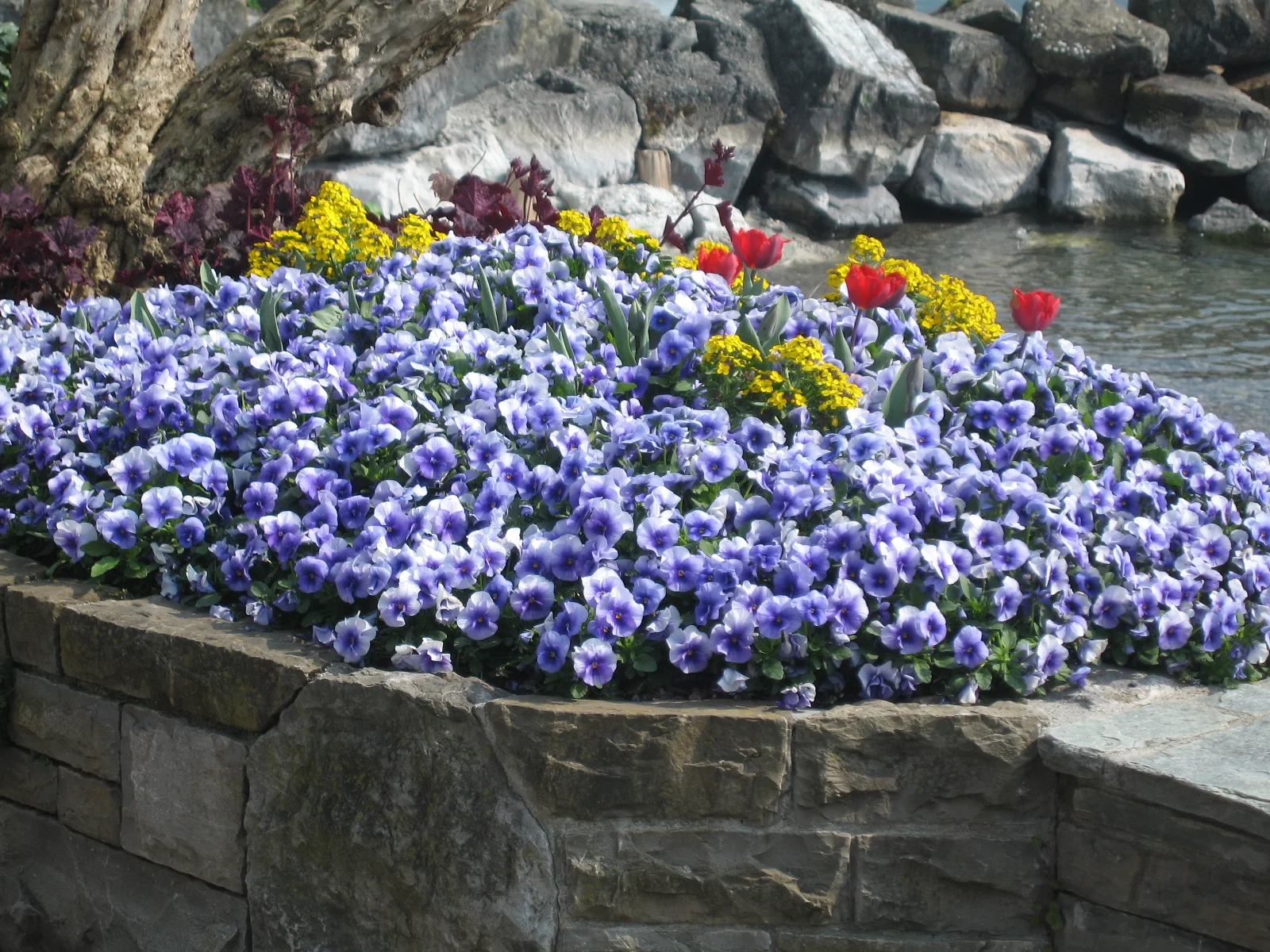 Purple and white flowers fill a raised stone bed beside rocks and water.