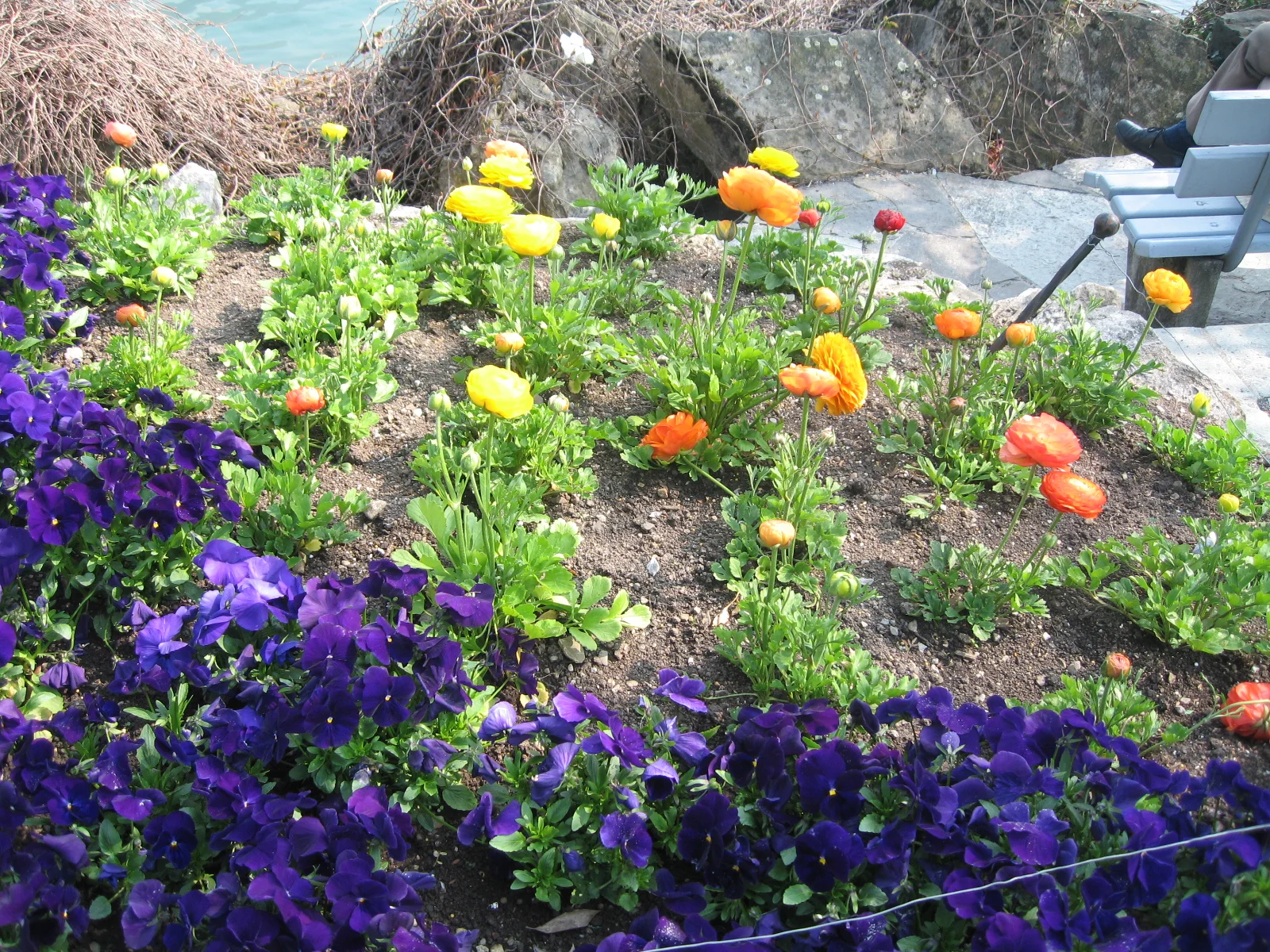 Orange and yellow blooms rise above purple flowers in a small garden bed.