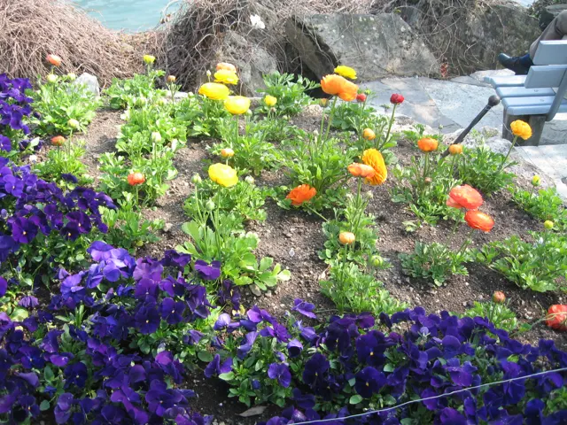 Orange and yellow blooms rise above purple flowers in a small garden bed.