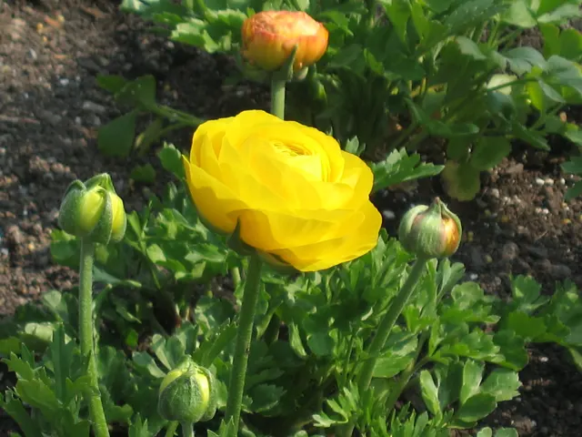 A bright yellow flower opens beside green buds and leaves in a sunny garden bed.