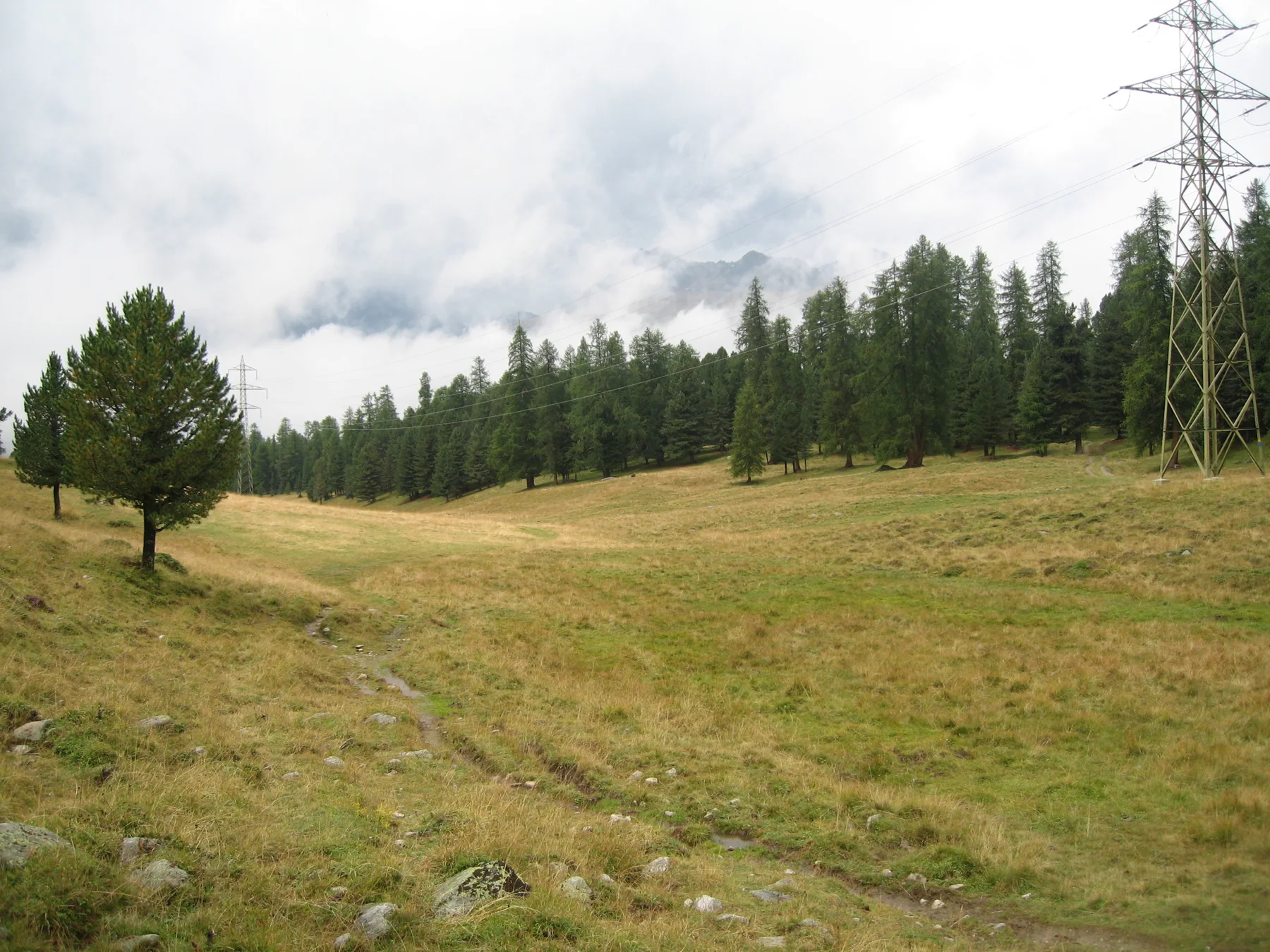 A meadow slopes toward a line of conifers beneath low cloud, with a pylon at the edge.