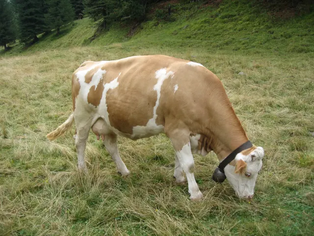 A brown-and-white cow grazes in a meadow below a wooded slope.