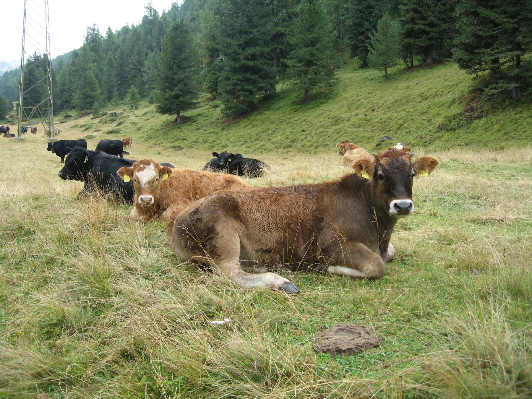 Several cattle rest in long grass beside a forested hillside.