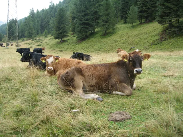 Several cattle rest in long grass beside a forested hillside.